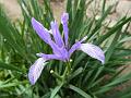 Milky Iris